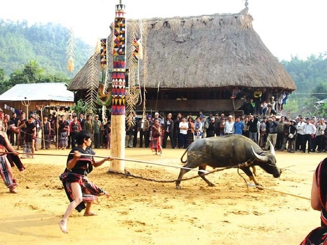 Hình Ảnh Lễ Hội Đâm Trâu Tây Nguyên: Tất Tần Tật Cho Du Khách & Người Yêu Văn Hóa Hình Ảnh Lễ Hội Đâm Trâu Tây Nguyên: Tất Tần Tật Cho Du Khách & Người Yêu Văn Hóa