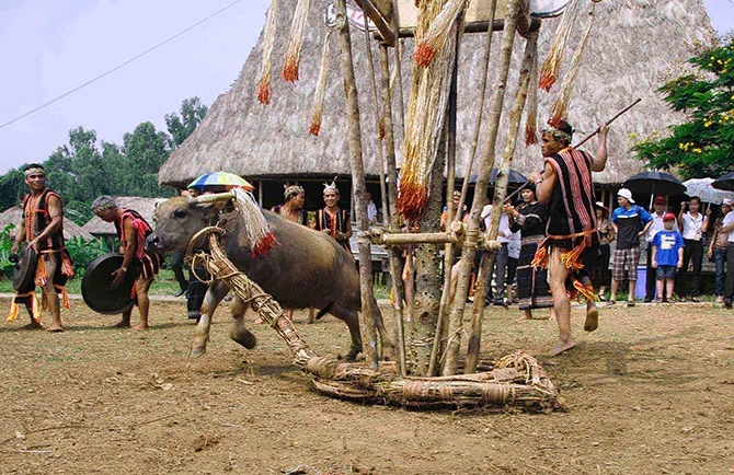Hình Ảnh Lễ Hội Đâm Trâu Tây Nguyên: Tất Tần Tật Cho Du Khách & Người Yêu Văn Hóa Hình Ảnh Lễ Hội Đâm Trâu Tây Nguyên: Tất Tần Tật Cho Du Khách & Người Yêu Văn Hóa