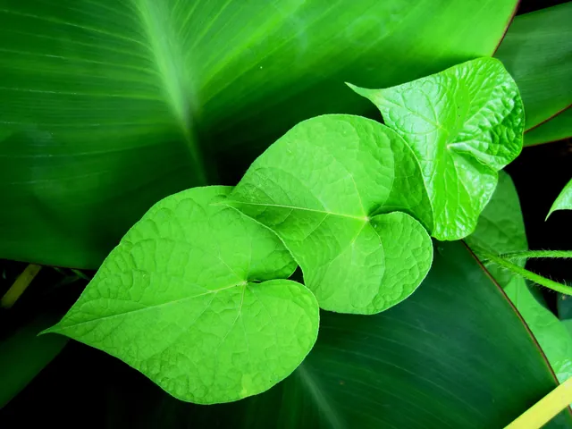 Tổng Hợp Hình Ảnh Leo Cây Miễn Phí Cho Người Yêu Cây Từ Các Loài Cây Dây Leo Đẹp