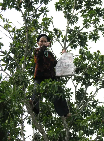 Tổng Hợp Hình Ảnh Leo Cây Miễn Phí Cho Người Yêu Cây Từ Các Loài Cây Dây Leo Đẹp
