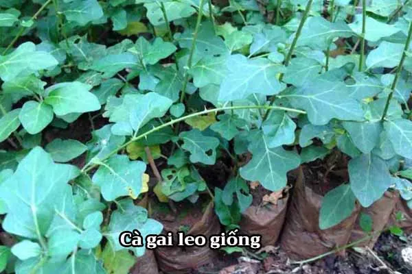 Tổng Hợp Hình Ảnh Leo Cây Miễn Phí Cho Người Yêu Cây Từ Các Loài Cây Dây Leo Đẹp