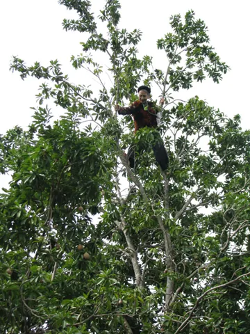 Tổng Hợp Hình Ảnh Leo Cây Miễn Phí Cho Người Yêu Cây Từ Các Loài Cây Dây Leo Đẹp