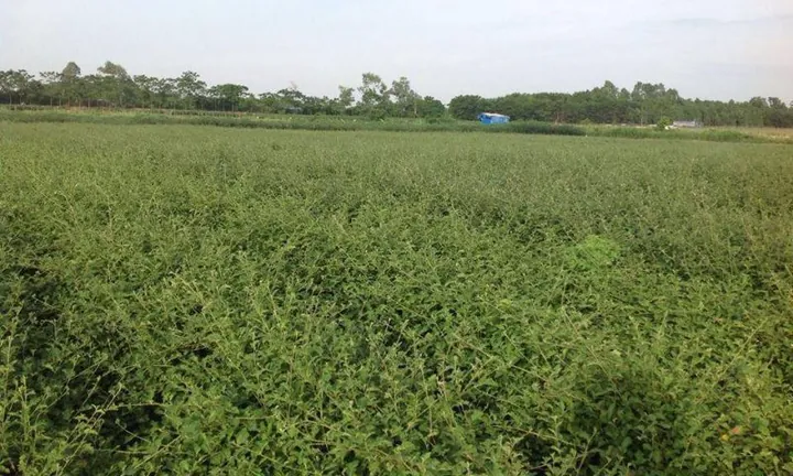 Tổng Hợp Hình Ảnh Leo Cây Miễn Phí Cho Người Yêu Cây Từ Các Loài Cây Dây Leo Đẹp