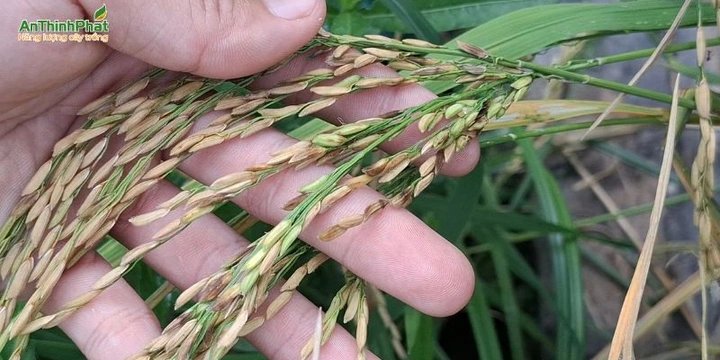 Tải & Xem Hình Ảnh Lép Miễn Phí: Bộ Sưu Tập Đầy Đủ Dành Cho Người Yêu Thích Tải & Xem Hình Ảnh Lép Miễn Phí: Bộ Sưu Tập Đầy Đủ Dành Cho Người Yêu Thích