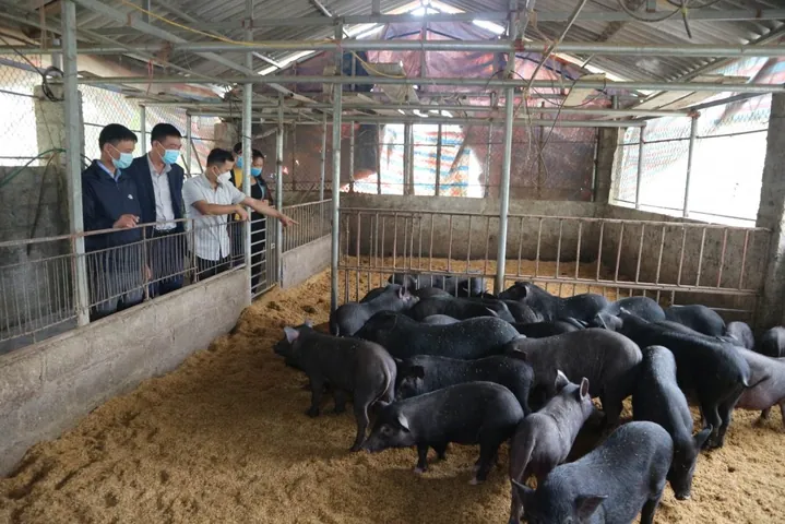Khám Phá Hình Ảnh Và Đặc Điểm Lợn Đen (lợn Mọi) Dành Cho Người Chăn Nuôi Khám Phá Hình Ảnh Và Đặc Điểm Lợn Đen (lợn Mọi) Dành Cho Người Chăn Nuôi