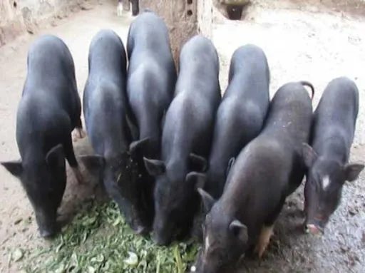 Khám Phá Hình Ảnh Và Đặc Điểm Lợn Đen (lợn Mọi) Dành Cho Người Chăn Nuôi Khám Phá Hình Ảnh Và Đặc Điểm Lợn Đen (lợn Mọi) Dành Cho Người Chăn Nuôi