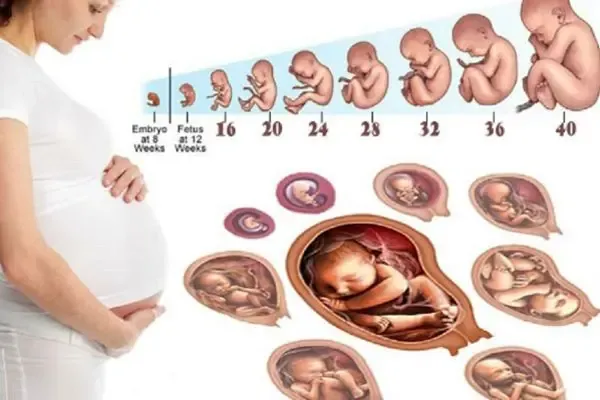 Khám Phá Hình Ảnh Mang Bầu Thực Tế Thay Đổi: Từ Bụng Bầu Đến Thai Nhi Cho Mẹ Bầu Khám Phá Hình Ảnh Mang Bầu Thực Tế Thay Đổi: Từ Bụng Bầu Đến Thai Nhi Cho Mẹ Bầu