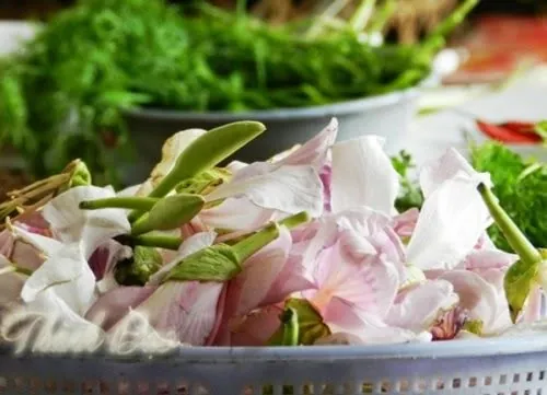 Khám Phá Hình Ảnh Măng Đắng Và Đặc Điểm Loài Măng Vầu, Măng Sặt Dành Cho Người Yêu Ẩm Thực