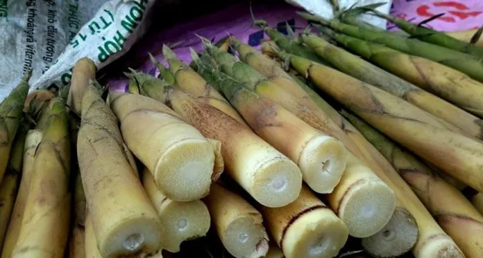 Khám Phá Hình Ảnh Măng Đắng Và Đặc Điểm Loài Măng Vầu, Măng Sặt Dành Cho Người Yêu Ẩm Thực