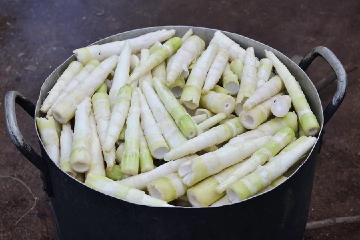Khám Phá Hình Ảnh Măng Đắng Và Đặc Điểm Loài Măng Vầu, Măng Sặt Dành Cho Người Yêu Ẩm Thực