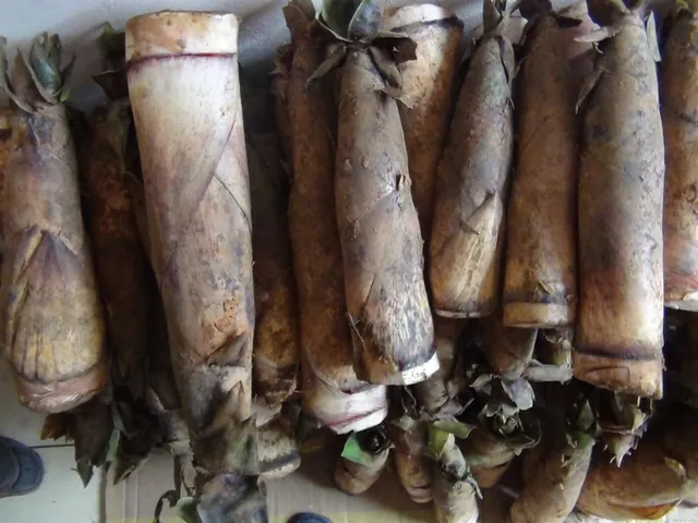Khám Phá Hình Ảnh Măng Đắng Và Đặc Điểm Loài Măng Vầu, Măng Sặt Dành Cho Người Yêu Ẩm Thực