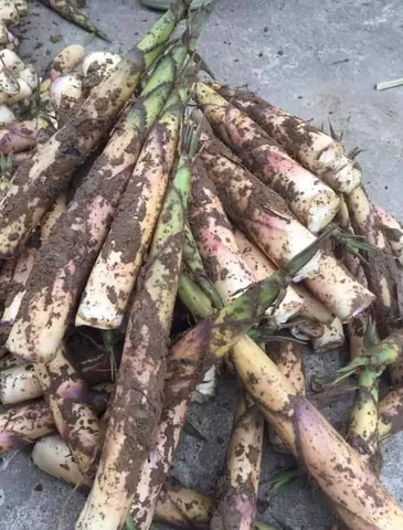 Khám Phá Hình Ảnh Măng Đắng Và Đặc Điểm Loài Măng Vầu, Măng Sặt Dành Cho Người Yêu Ẩm Thực