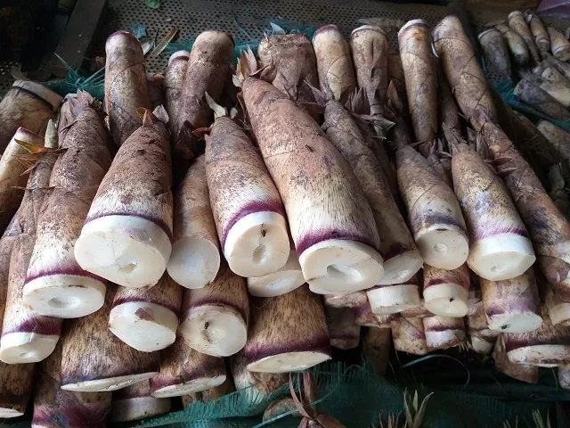 Khám Phá Hình Ảnh Măng Đắng Và Đặc Điểm Loài Măng Vầu, Măng Sặt Dành Cho Người Yêu Ẩm Thực