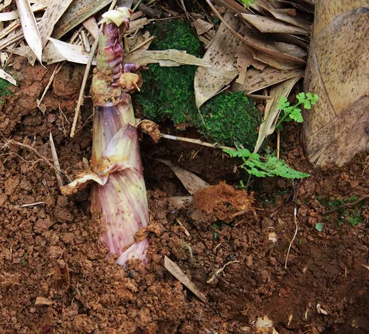 Khám Phá Hình Ảnh Măng Đắng Và Đặc Điểm Loài Măng Vầu, Măng Sặt Dành Cho Người Yêu Ẩm Thực