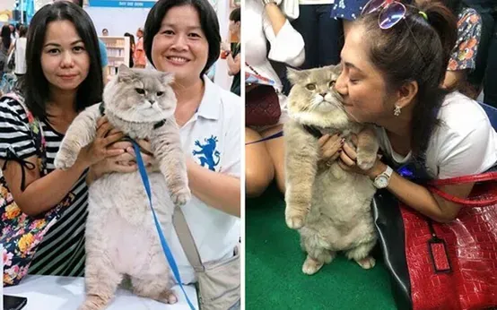 Khám Phá Thực Hư Hình Ảnh Mập Xấu Và Bí Quyết Giúp Người Béo Lùn Tự Tin, Xinh Đẹp Thay Vì Mặc Cảm Khám Phá Thực Hư Hình Ảnh Mập Xấu Và Bí Quyết Giúp Người Béo Lùn Tự Tin, Xinh Đẹp Thay Vì Mặc Cảm