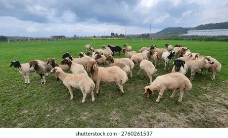 Khám Phá Thực Hư Hình Ảnh Mập Xấu Và Bí Quyết Giúp Người Béo Lùn Tự Tin, Xinh Đẹp Thay Vì Mặc Cảm Khám Phá Thực Hư Hình Ảnh Mập Xấu Và Bí Quyết Giúp Người Béo Lùn Tự Tin, Xinh Đẹp Thay Vì Mặc Cảm