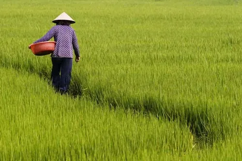 Phân Tích Hình Ảnh Mẹ Quê (hình Tượng) Trong Bài Thơ "mẹ Quê" Của Nguyễn Minh Quang Dành Cho Học Sinh Phân Tích Hình Ảnh Mẹ Quê (hình Tượng) Trong Bài Thơ "mẹ Quê" Của Nguyễn Minh Quang Dành Cho Học Sinh