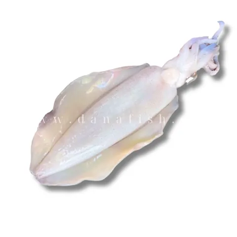 Xem Hình Ảnh Mực Lá Nhận Diện Đặc Điểm Phân Biệt Với Mực Ống Cho Người Mua Hải Sản Xem Hình Ảnh Mực Lá Nhận Diện Đặc Điểm Phân Biệt Với Mực Ống Cho Người Mua Hải Sản