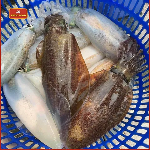 Xem Hình Ảnh Mực Lá Nhận Diện Đặc Điểm Phân Biệt Với Mực Ống Cho Người Mua Hải Sản Xem Hình Ảnh Mực Lá Nhận Diện Đặc Điểm Phân Biệt Với Mực Ống Cho Người Mua Hải Sản
