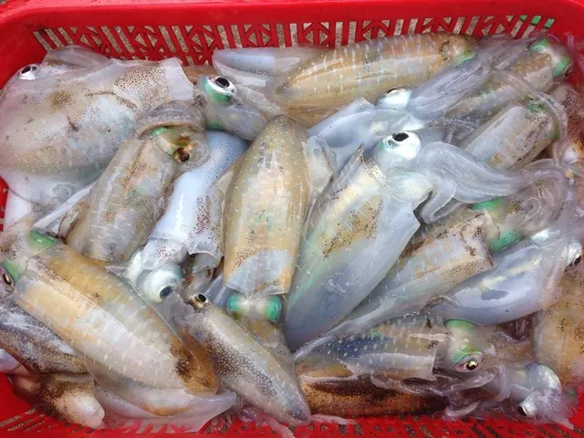 Xem Hình Ảnh Mực Lá Nhận Diện Đặc Điểm Phân Biệt Với Mực Ống Cho Người Mua Hải Sản Xem Hình Ảnh Mực Lá Nhận Diện Đặc Điểm Phân Biệt Với Mực Ống Cho Người Mua Hải Sản