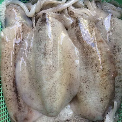 Xem Hình Ảnh Mực Lá Nhận Diện Đặc Điểm Phân Biệt Với Mực Ống Cho Người Mua Hải Sản Xem Hình Ảnh Mực Lá Nhận Diện Đặc Điểm Phân Biệt Với Mực Ống Cho Người Mua Hải Sản