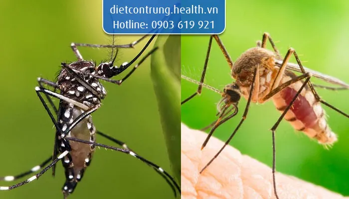Xem Hình Ảnh Muỗi Thường: Cách Nhận Diện Và Phân Biệt Với Muỗi Vằn Xem Hình Ảnh Muỗi Thường: Cách Nhận Diện Và Phân Biệt Với Muỗi Vằn