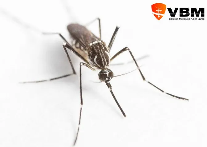 Xem Hình Ảnh Muỗi Thường: Cách Nhận Diện Và Phân Biệt Với Muỗi Vằn Xem Hình Ảnh Muỗi Thường: Cách Nhận Diện Và Phân Biệt Với Muỗi Vằn