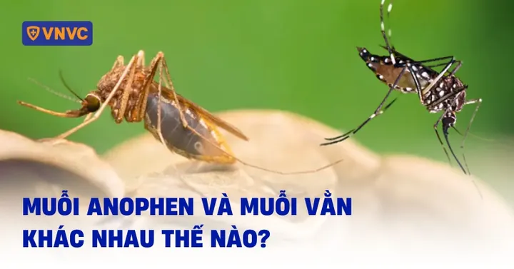 Xem Hình Ảnh Muỗi Thường: Cách Nhận Diện Và Phân Biệt Với Muỗi Vằn Xem Hình Ảnh Muỗi Thường: Cách Nhận Diện Và Phân Biệt Với Muỗi Vằn