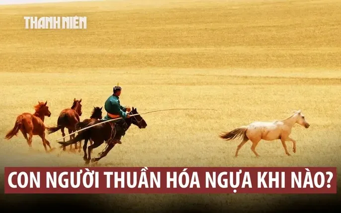 Tải Xuống Hình Ảnh Ngựa Hoang (ảnh Stock, Hình Nền 4k) Miễn Phí Cho Dân Thiết Kế Và Người Dùng Điện Thoại
