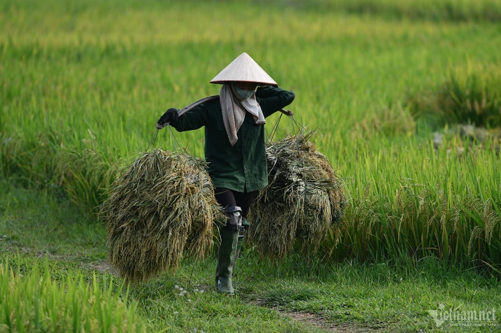 Hình Ảnh Người Nông Dân Trong Văn Học Việt Nam: Phân Tích Đa Chiều Dành Cho Sinh Viên Ngành Văn Học & Giáo Viên