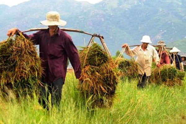Hình Ảnh Người Nông Dân Trong Văn Học Việt Nam: Phân Tích Đa Chiều Dành Cho Sinh Viên Ngành Văn Học & Giáo Viên