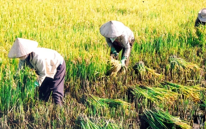Hình Ảnh Người Nông Dân Trong Văn Học Việt Nam: Phân Tích Đa Chiều Dành Cho Sinh Viên Ngành Văn Học & Giáo Viên