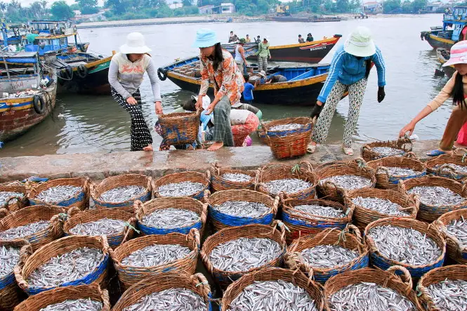 Hình Ảnh Nước Mắm Phú Quốc: Tổng Hợp Ảnh Thực Tế Và Gợi Ý Các Thương Hiệu Nổi Bật Cho Du Khách