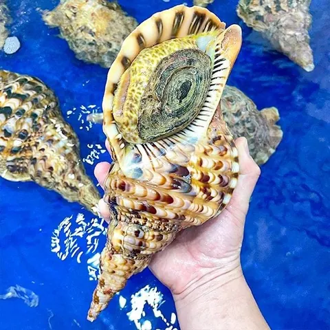 Tải Xuống Và Chiêm Ngưỡng Hình Ảnh Ốc Biển Đẹp Cho Người Yêu Thiên Nhiên Tải Xuống Và Chiêm Ngưỡng Hình Ảnh Ốc Biển Đẹp Cho Người Yêu Thiên Nhiên
