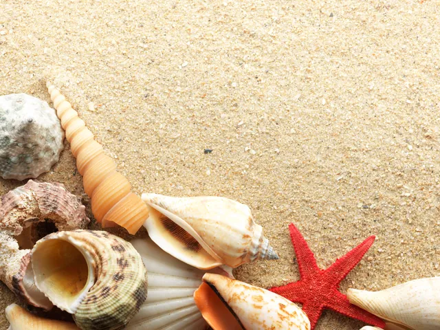 Tải Xuống Và Chiêm Ngưỡng Hình Ảnh Ốc Biển Đẹp Cho Người Yêu Thiên Nhiên Tải Xuống Và Chiêm Ngưỡng Hình Ảnh Ốc Biển Đẹp Cho Người Yêu Thiên Nhiên