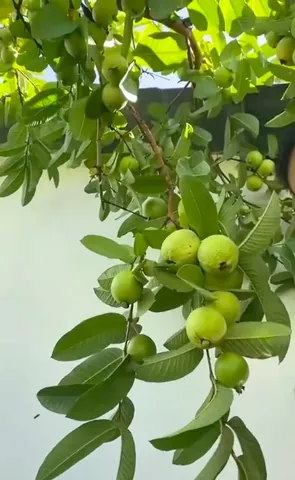 Tải Hình Ảnh Ổi Đẹp Miễn Phí (quả, Hoa, Cây) Cho Designer & Người Dùng Mạng Xã Hội Cùng Các Giống Ổi Tải Hình Ảnh Ổi Đẹp Miễn Phí (quả, Hoa, Cây) Cho Designer & Người Dùng Mạng Xã Hội Cùng Các Giống Ổi