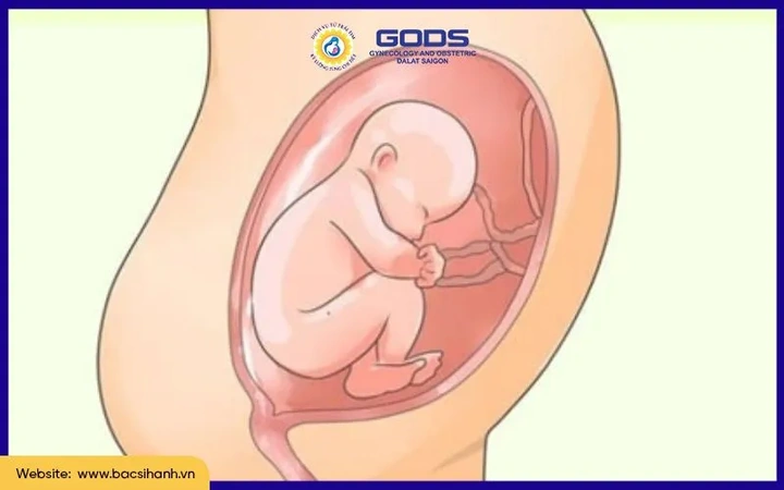 Hình Ảnh Phát Triển Của Thai Nhi Theo Từng Tuần: Hướng Dẫn Chi Tiết Dành Cho Các Bố Mẹ Sắp Đón Bé