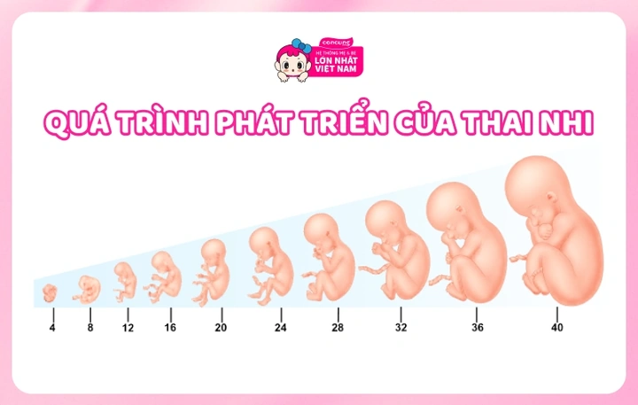 Hình Ảnh Phát Triển Của Thai Nhi Theo Từng Tuần: Hướng Dẫn Chi Tiết Dành Cho Các Bố Mẹ Sắp Đón Bé