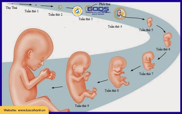 Hình Ảnh Phát Triển Của Thai Nhi Theo Từng Tuần: Hướng Dẫn Chi Tiết Dành Cho Các Bố Mẹ Sắp Đón Bé