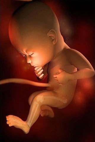 Hình Ảnh Phát Triển Của Thai Nhi Theo Từng Tuần: Hướng Dẫn Chi Tiết Dành Cho Các Bố Mẹ Sắp Đón Bé