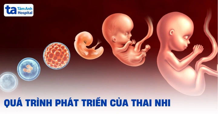 Hình Ảnh Phát Triển Của Thai Nhi Theo Từng Tuần: Hướng Dẫn Chi Tiết Dành Cho Các Bố Mẹ Sắp Đón Bé