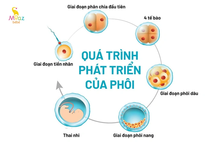 Hình Ảnh Phát Triển Của Thai Nhi Theo Từng Tuần: Hướng Dẫn Chi Tiết Dành Cho Các Bố Mẹ Sắp Đón Bé
