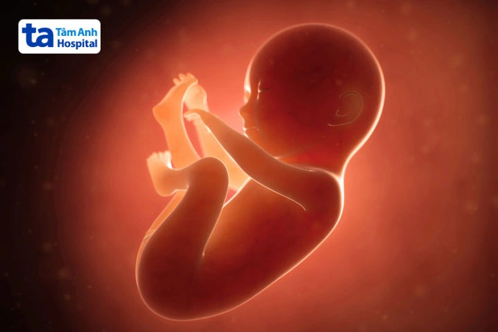 Hình Ảnh Phát Triển Của Thai Nhi Theo Từng Tuần: Hướng Dẫn Chi Tiết Dành Cho Các Bố Mẹ Sắp Đón Bé