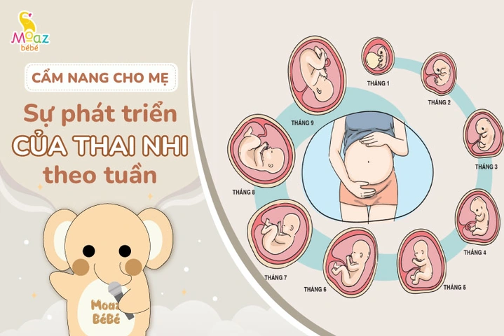 Hình Ảnh Phát Triển Của Thai Nhi Theo Từng Tuần: Hướng Dẫn Chi Tiết Dành Cho Các Bố Mẹ Sắp Đón Bé