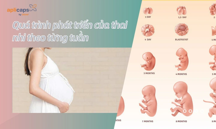Hình Ảnh Phát Triển Của Thai Nhi Theo Từng Tuần: Hướng Dẫn Chi Tiết Dành Cho Các Bố Mẹ Sắp Đón Bé