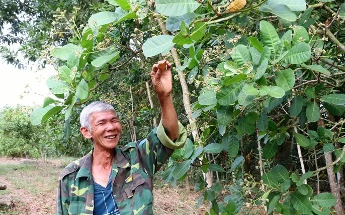 Tổng Hợp Hình Ảnh Pôn Pốt Và Tội Ác Diệt Chủng Khmer Đỏ Dành Cho Người Tìm Hiểu Lịch Sử Tổng Hợp Hình Ảnh Pôn Pốt Và Tội Ác Diệt Chủng Khmer Đỏ Dành Cho Người Tìm Hiểu Lịch Sử