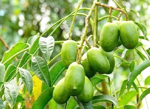 Khám Phá Hình Ảnh Quả Cóc Và Các Loại (hyponym) Quả Cóc Đặc Trưng Cho Độc Giả Khám Phá Hình Ảnh Quả Cóc Và Các Loại (hyponym) Quả Cóc Đặc Trưng Cho Độc Giả