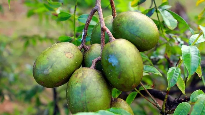 Khám Phá Hình Ảnh Quả Cóc Và Các Loại (hyponym) Quả Cóc Đặc Trưng Cho Độc Giả Khám Phá Hình Ảnh Quả Cóc Và Các Loại (hyponym) Quả Cóc Đặc Trưng Cho Độc Giả