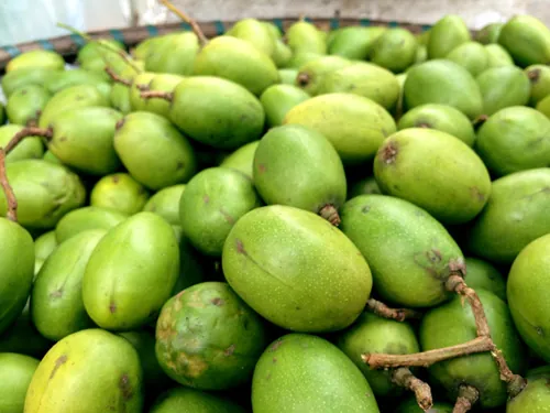 Khám Phá Hình Ảnh Quả Cóc Và Các Loại (hyponym) Quả Cóc Đặc Trưng Cho Độc Giả Khám Phá Hình Ảnh Quả Cóc Và Các Loại (hyponym) Quả Cóc Đặc Trưng Cho Độc Giả