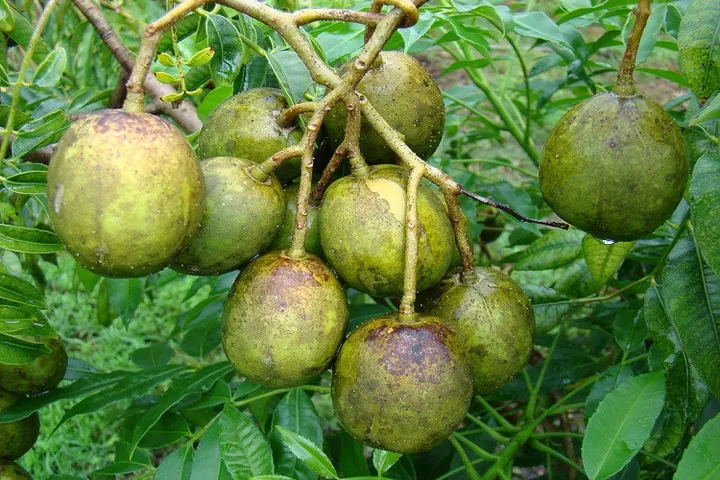 Khám Phá Hình Ảnh Quả Cóc Và Các Loại (hyponym) Quả Cóc Đặc Trưng Cho Độc Giả Khám Phá Hình Ảnh Quả Cóc Và Các Loại (hyponym) Quả Cóc Đặc Trưng Cho Độc Giả